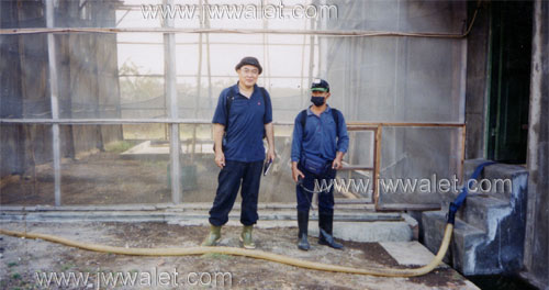 Kandang luar gedung, Cirebon. Perawatan rumah burung seriti jadi walet